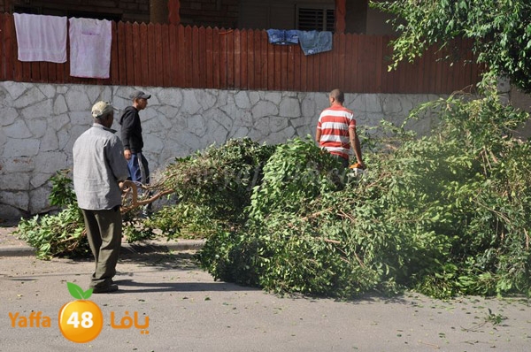 trees lud 1112 (4).JPG